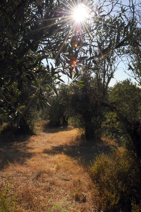 Caminho entre oliveiras, Sousel (foto: Guy Moll, CC BY 2.0)