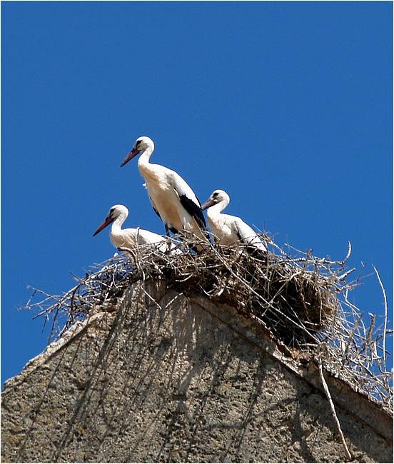 Cegonhas no ninho (foto: Guy Moll, CC BY 2.0)