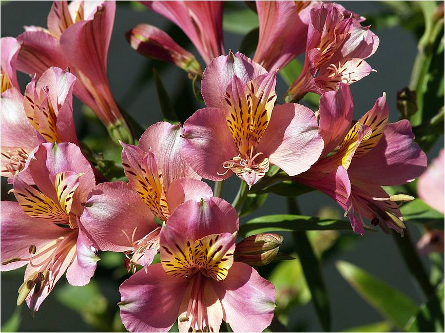 Flores em Sousel (foto: Guy Moll, CC BY 2.0)