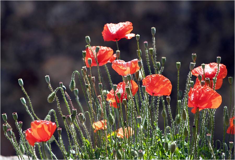 Papoilas em Sousel (foto: Guy Moll, CC BY 2.0)