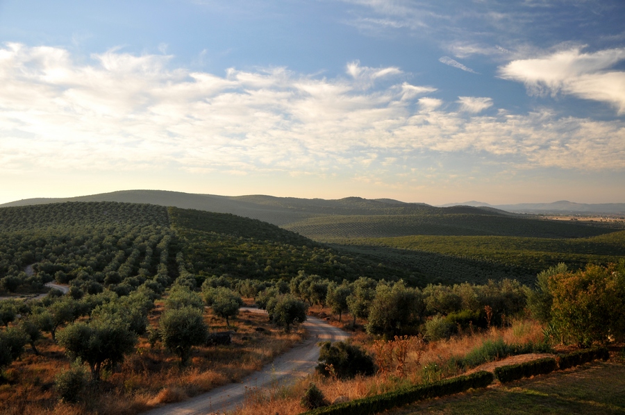 Olivais vistos da Pousada de São Miguel (foto: Guy Moll, CC BY 2.0)